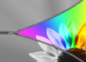 How to Discover Your Sexuality A black and white image of a zipper being unzipped. In the unzipped portion is a rainbow-colored flower.